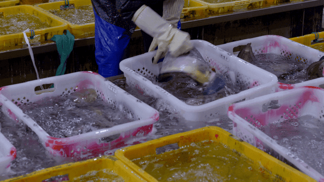 Person who moves live fish from tank basket at fish market