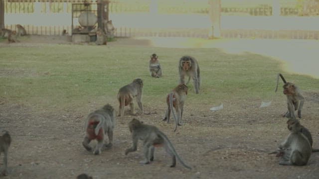 Monkeys Moving in Groups on the Ground