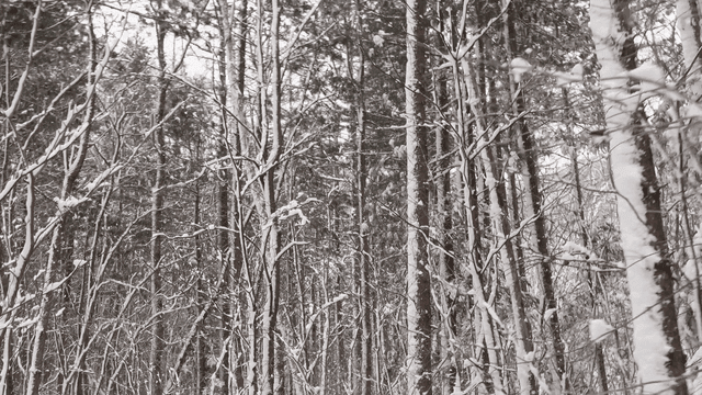 Snow-covered forest with tall trees