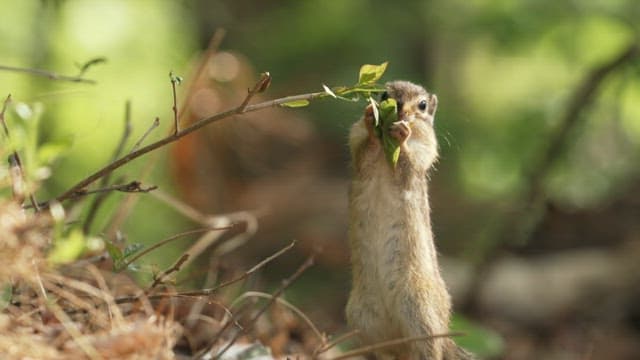 Squirrel Snacking on a Leaf