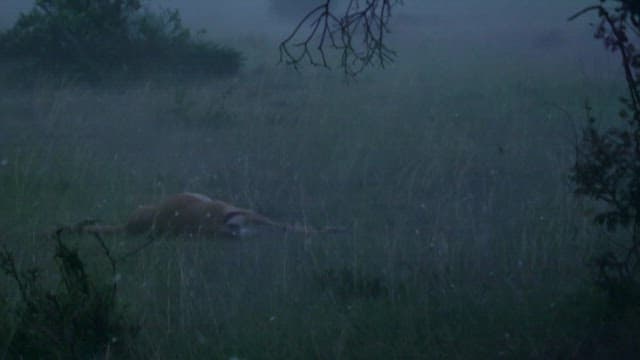 초원에 누워 움직이지 않는 영양