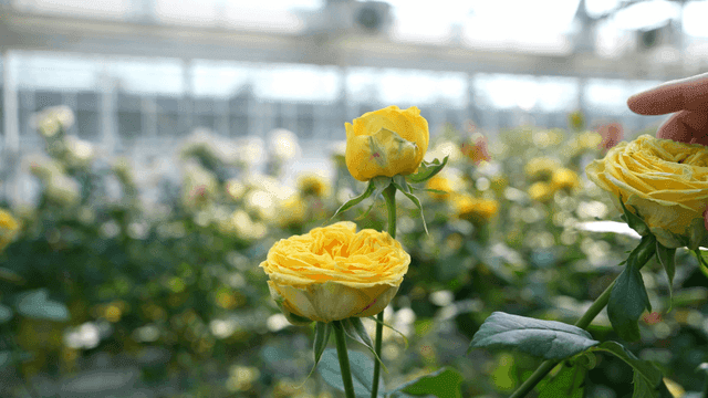 Yellow roses blooming in a greenhouse