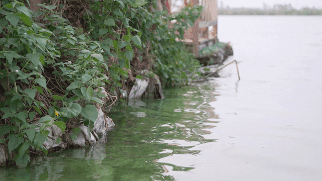 Riverside with lush green plants