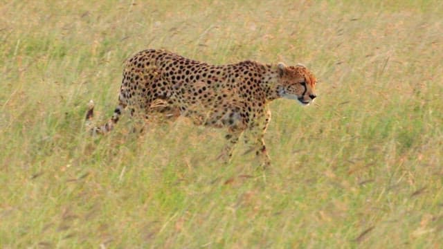 사바나에서 그루밍하는 치타들
