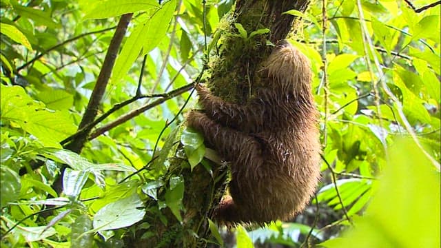 Sloth Moving Slowly Through the Rainforest