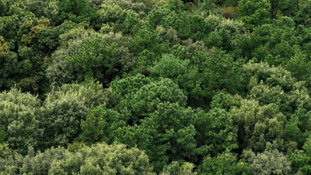 Dense forest overgrown with green trees
