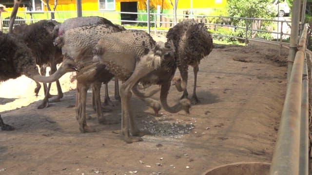 Ostriches feeding in a fenced outdoor area