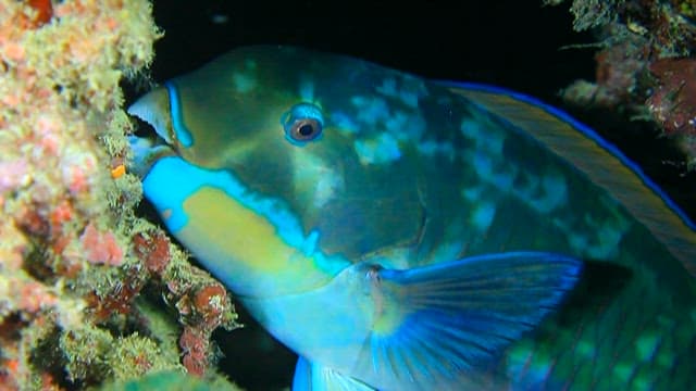 Colorful Parrotfish Nibbling on Coral Reef