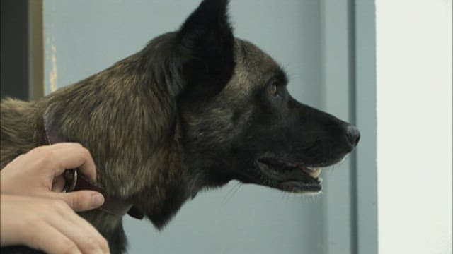 실내에서 경계하는 개