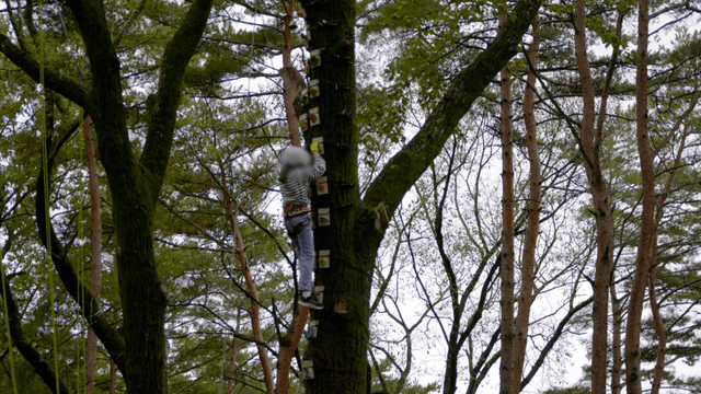 큰 나무에 트리클라이밍하는 여자 아이
