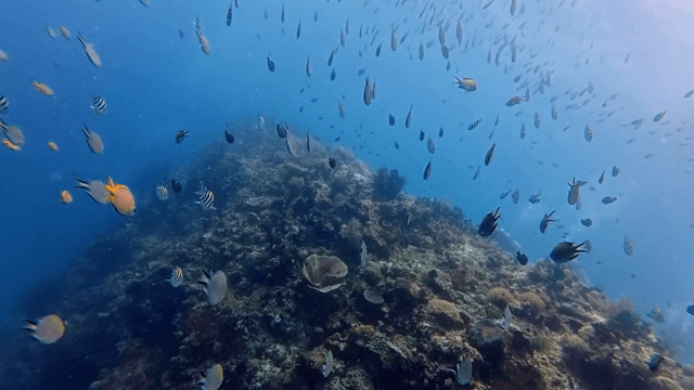 물고기가 있는 활기찬 수중 장면