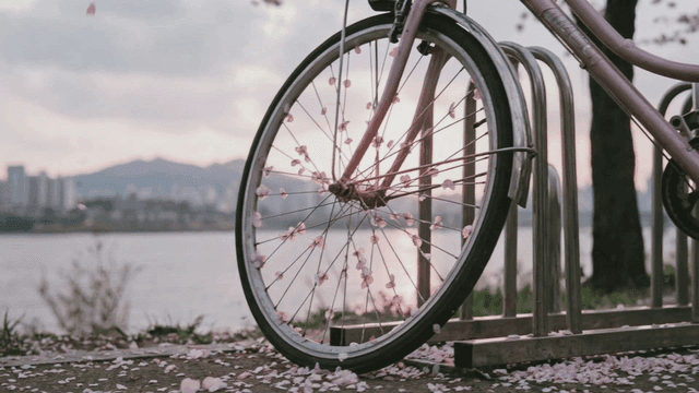 Bicycle with fallen cherry blossoms by river