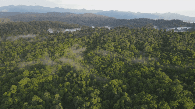 Vast forest shrouded in morning mist