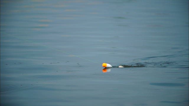 잔잔한 물 위에 움직이는 낚시 찌