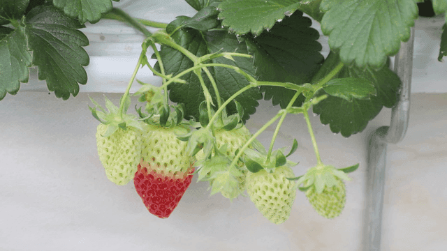 덩굴에서 익어가는 딸기