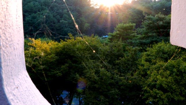 숲 나무 사이로 비치는 노을