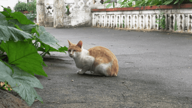 Cat on street next to broadleaf plant
