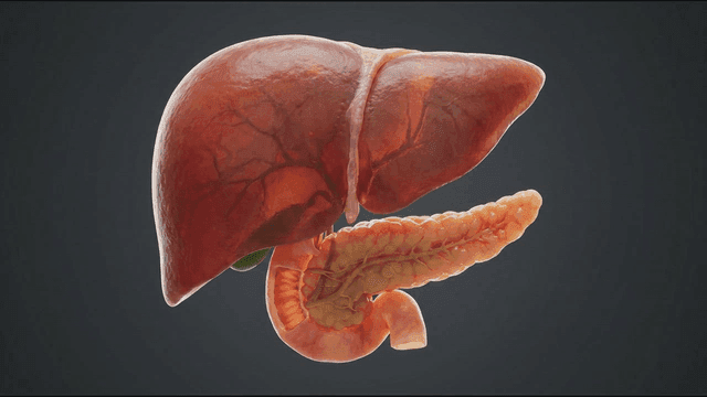 Detailed view of human liver and pancreas