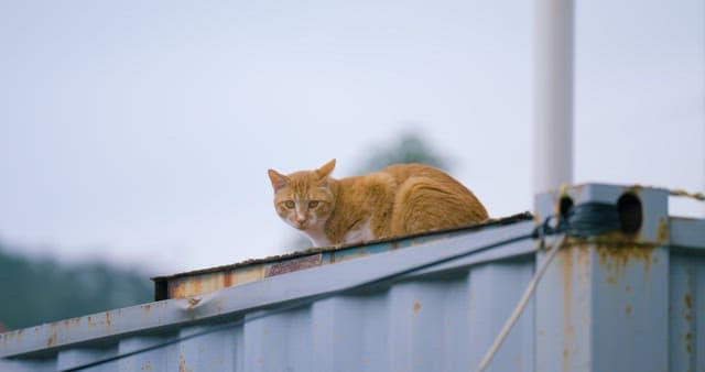 Ginger Cat Perched on a Rusty Structure