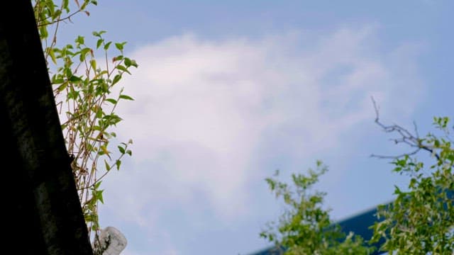 Clouds slowly flowing over green leaves