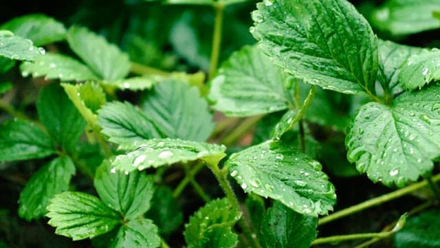 Fresh green leaves with dew drops in the morning