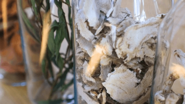 유리병에 담긴 말린 약초와 뿌리