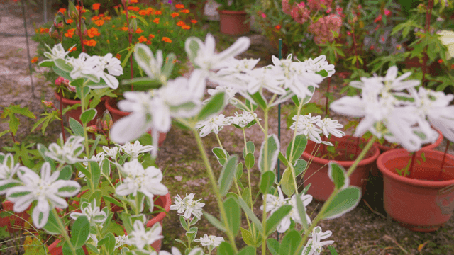 개미가 날아드는 하얀 꽃송이들