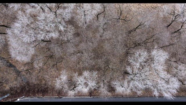 Snow-covered desolate forest full of leafless winter bare trees