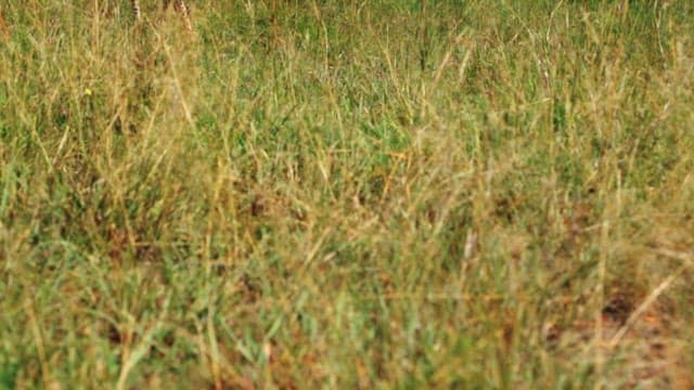 초원을 걷는 치타