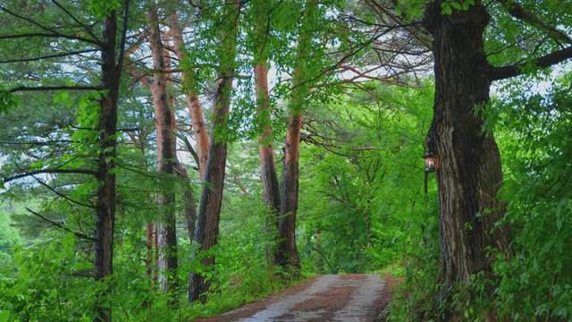 나무로 둘러싸인 고요한 숲길