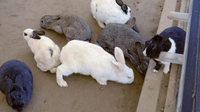 Rabbits gathered on the ground