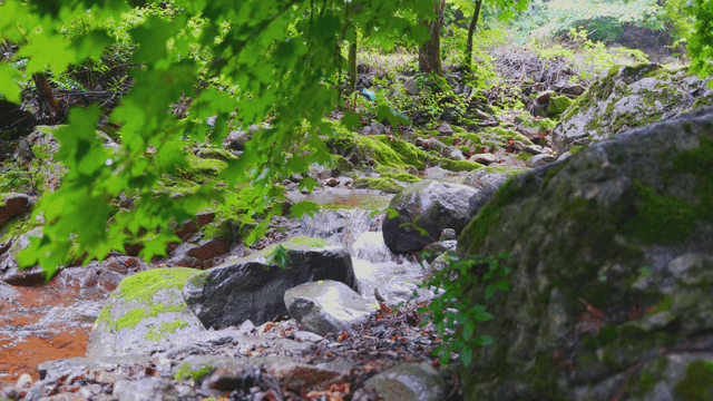 이끼 낀 바위가 있는 고요한 숲 속 개울