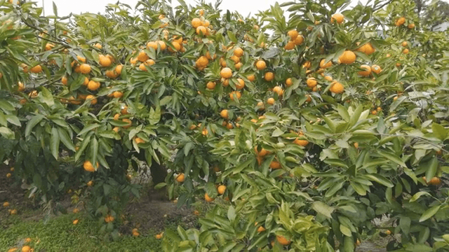 잘 익은 과일이 달린 귤나무