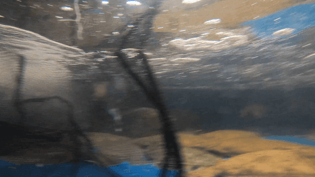 Net coming down onto fish swimming in fish tank
