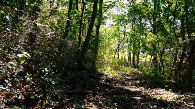 Forest path on a sunny day with green foliage