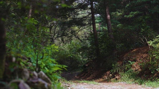 산림을 가로지르는 조용한 숲길