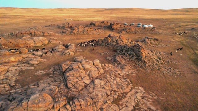 전통 유목 천막 근처의 염소 무리