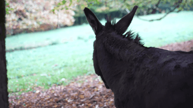 Black donkey standing in grass
