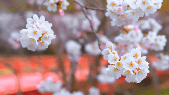 빨간 다리 앞에 만개한 벚꽃