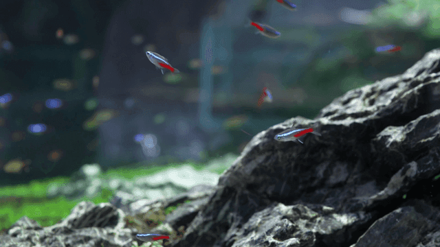 Colorful fish swimming in an aquarium