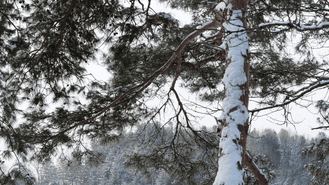 Snow-covered pine tree in a winter forest