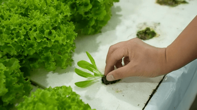 수경재배에서 상추를 심는 손