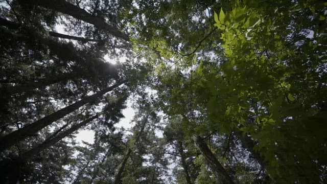 Sunlight Filtering through an Forest