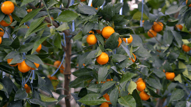 Tangerine tree with ripe fruit