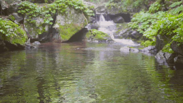 맑은 물이 흐르는 고요한 숲 속 개울
