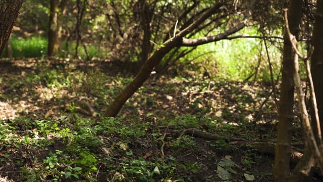 햇빛이 비치는 숲을 걷는 사람