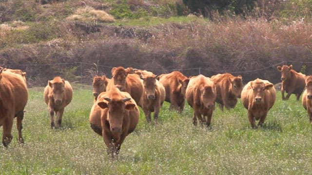 Cows running in a lush green field