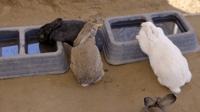 Rabbits drinking water from water bottle