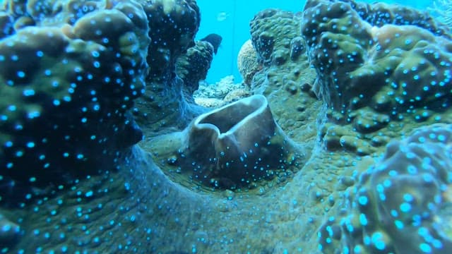 Underwater view of coral and marine life