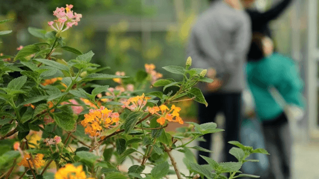 정원에 있는 형형색색의 꽃들